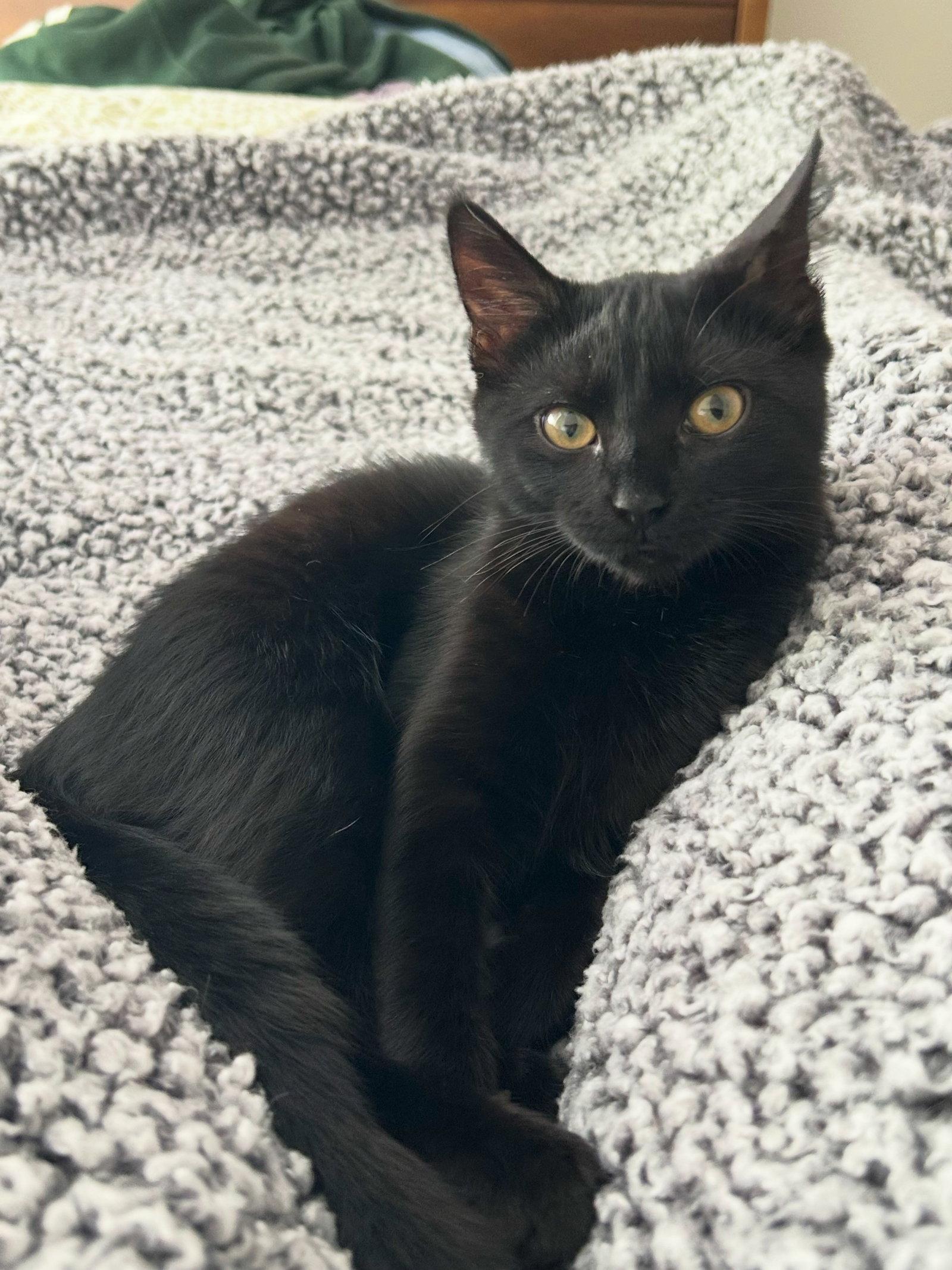 Enlarge Boo  - Complimentary posting, a Adoptable Domestic Short Hair in Alpharetta, GA image 3/3
