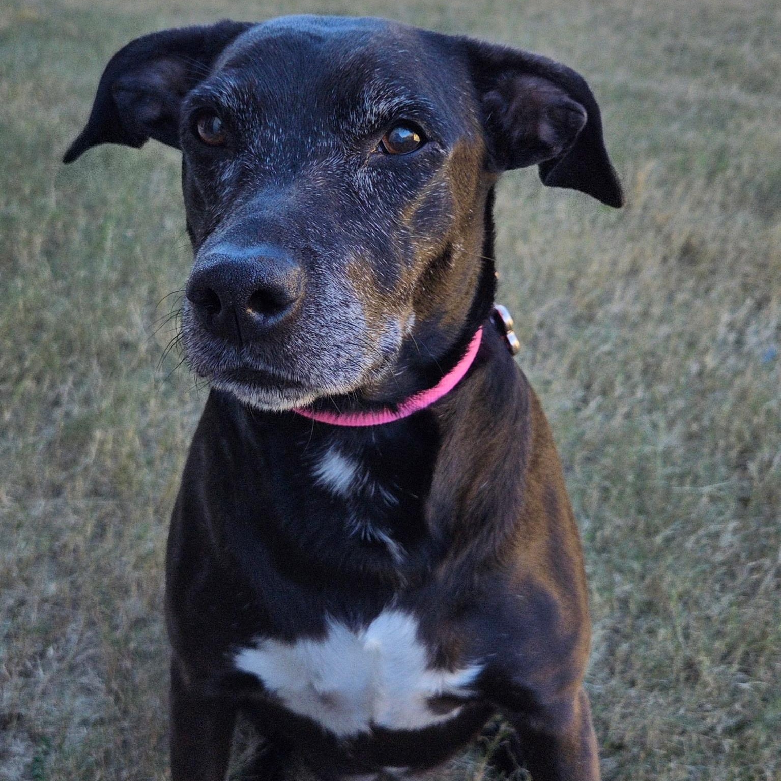 Trixie — thumbnail 2