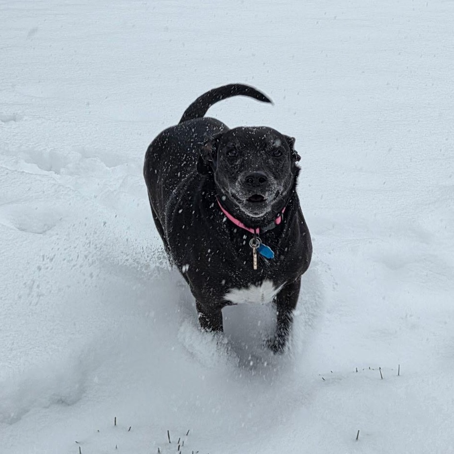 Trixie — thumbnail 5