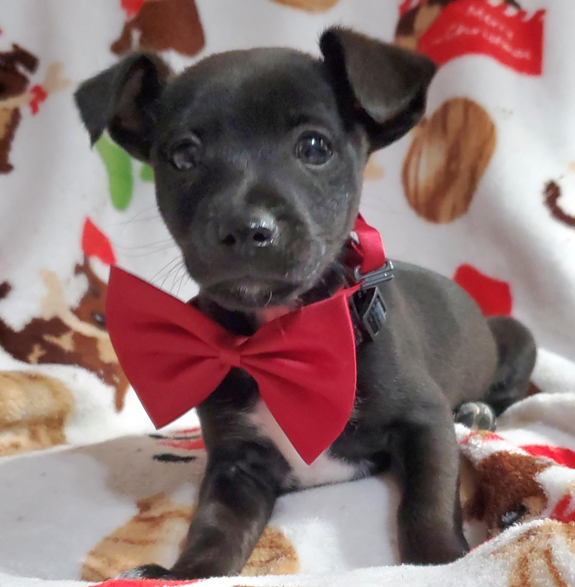 Pablo , ADOPTABLE, Puppy Male Chihuahua & Mixed Breed.