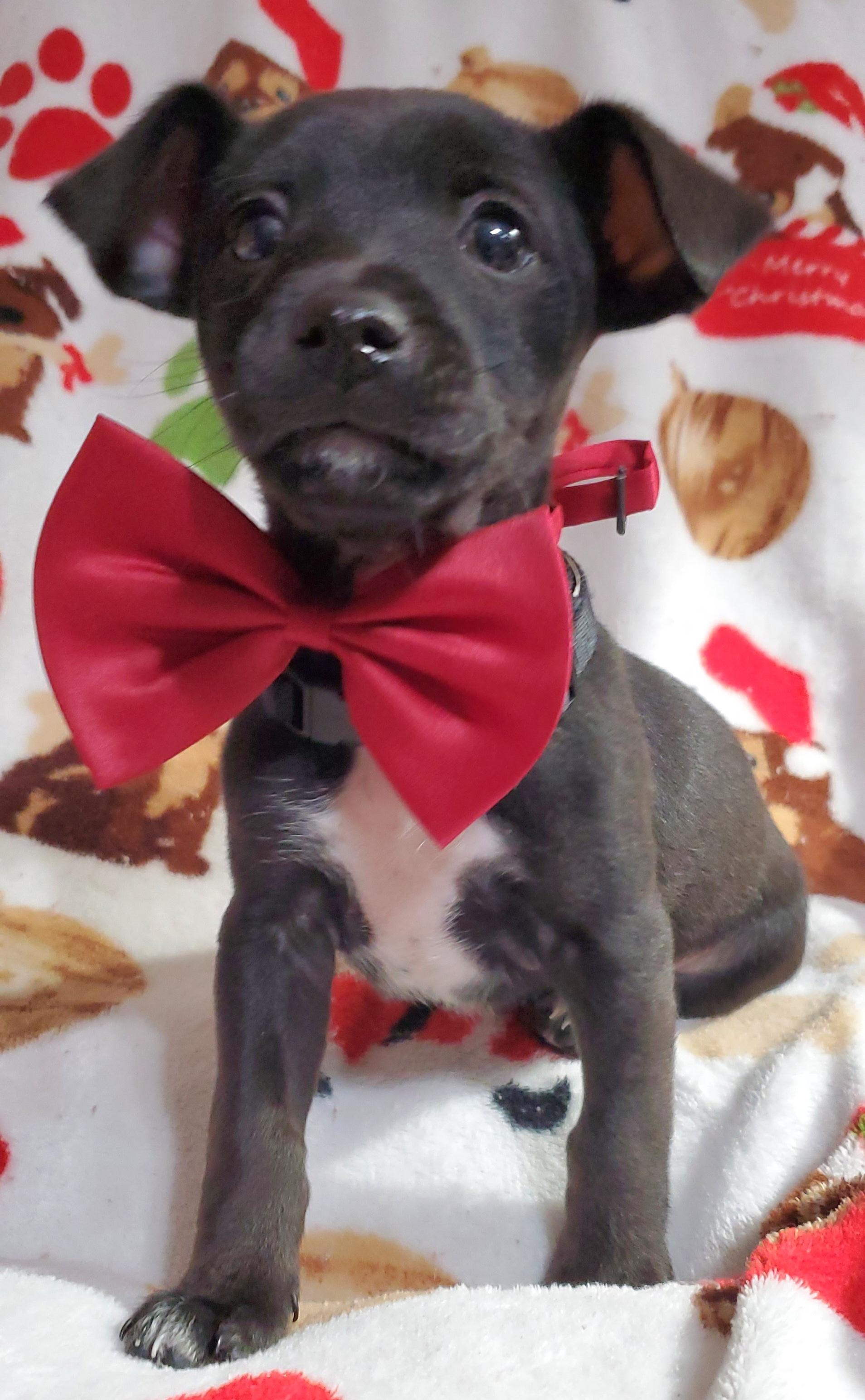 Enlarge Pablo , a ADOPTABLE mixed breed in Gilbert, SC image 2/2