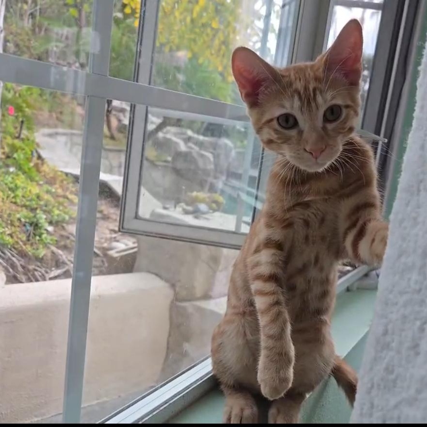 Darcy & Dennis (Bonded Pair)