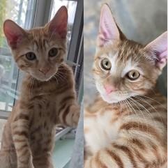 Darcy & Dennis (Bonded Pair)