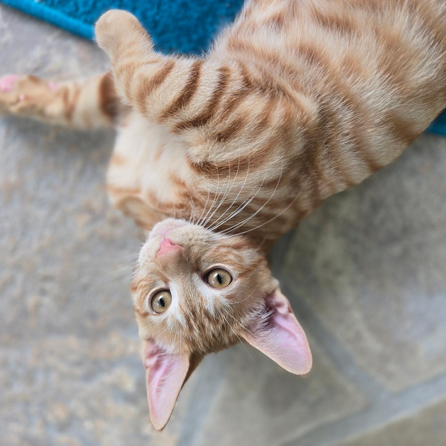 Darcy & Dennis (Bonded Pair)