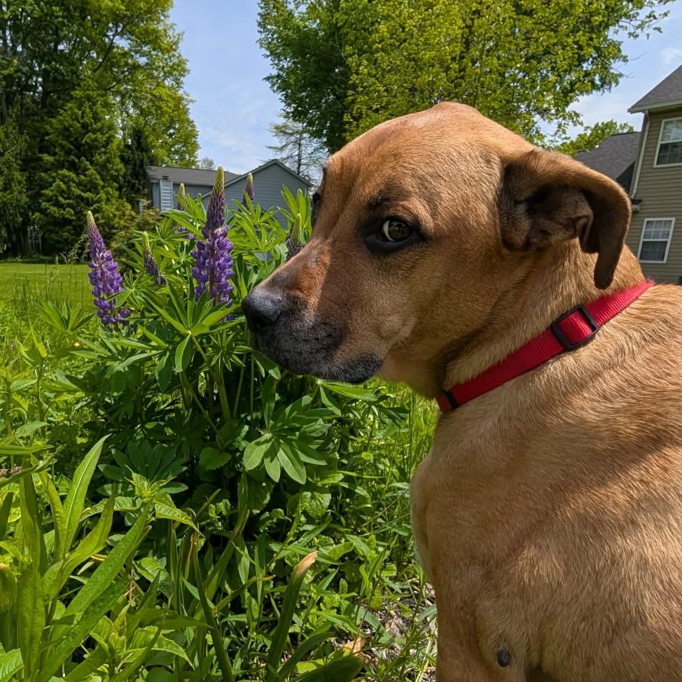 Myron, Adoptable, Senior Male Hound & Retriever.