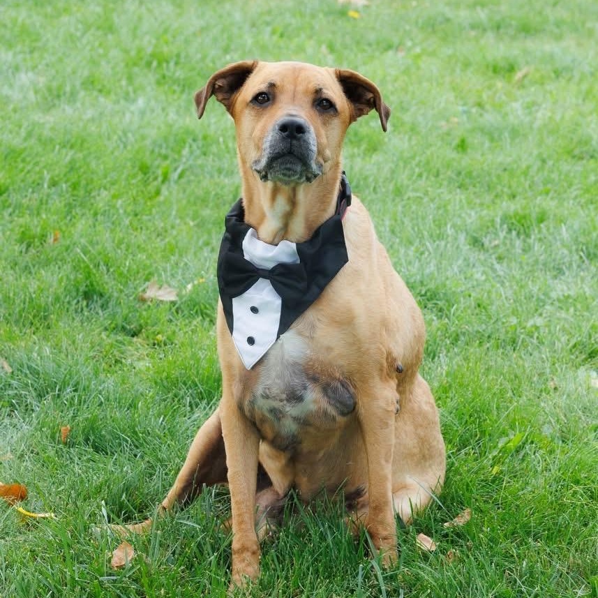 Enlarge Myron, a Adoptable mixed breed in Elyria, OH image 2/6