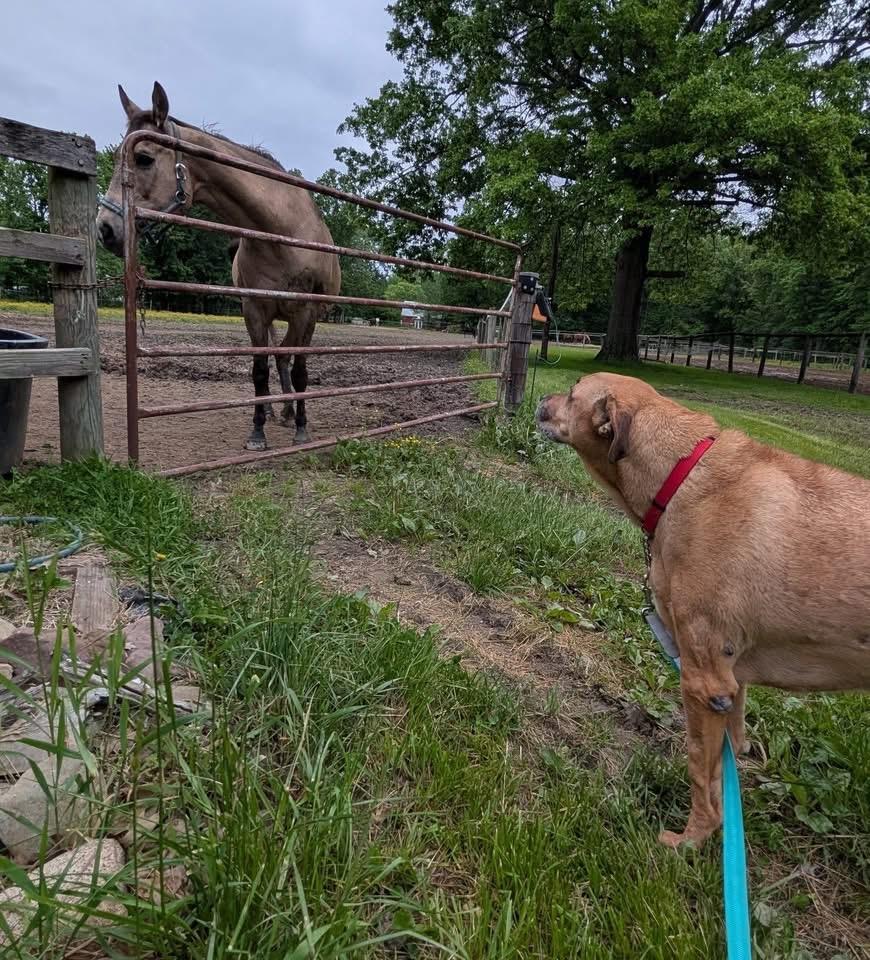 Enlarge Myron, a Adoptable mixed breed in Elyria, OH image 5/6