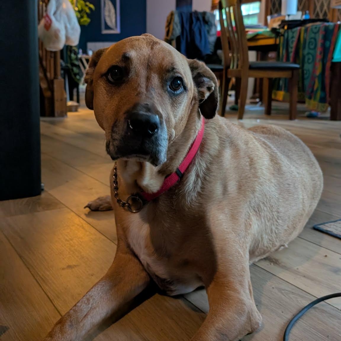 Enlarge Myron, a Adoptable mixed breed in Elyria, OH image 3/6