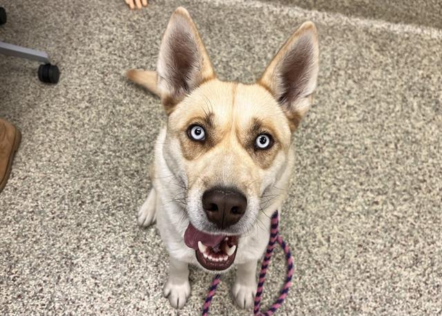 Enlarge CUCU, a Adoptable mixed breed in Colorado Springs, CO image 1/1