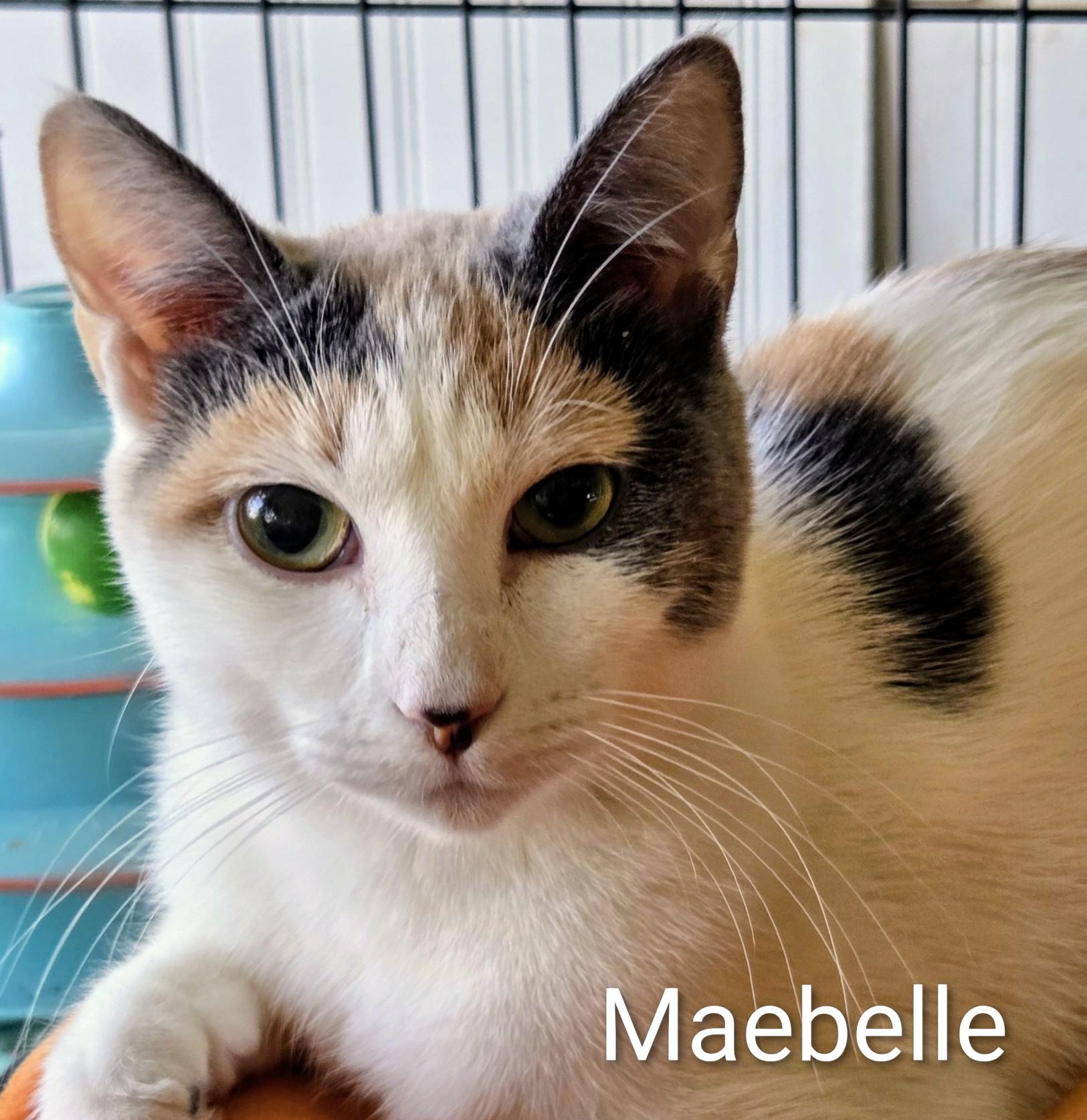 Maebelle, adopted, Adult Female Domestic Short Hair.