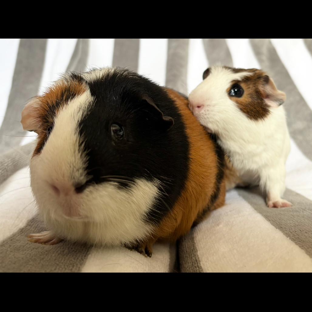 Chico, Adoptable, Adult Male Guinea Pig.