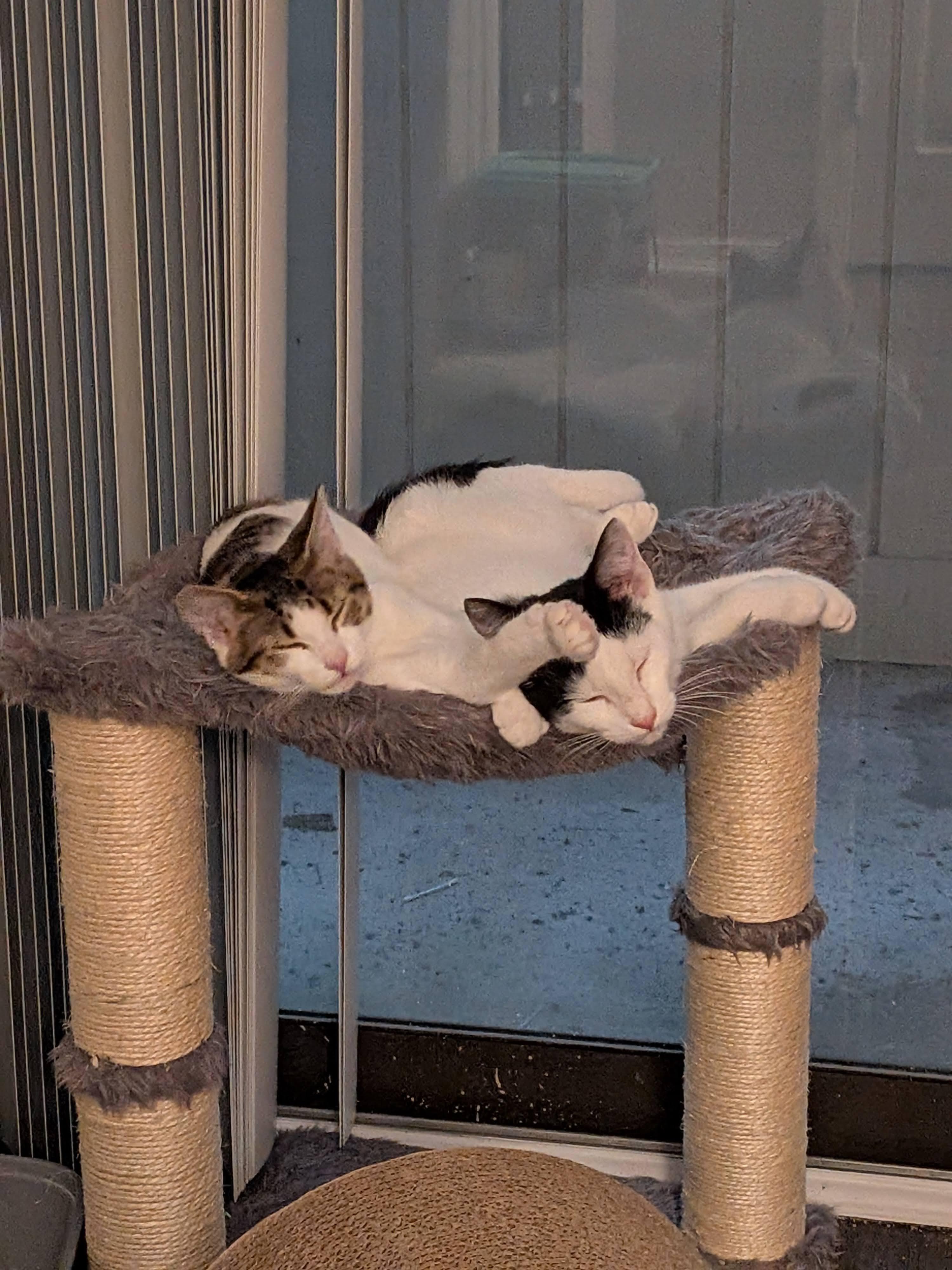 Enlarge Cheese (The Breakfast Club), a Adopted Domestic Short Hair in Atlanta, GA image 5/6