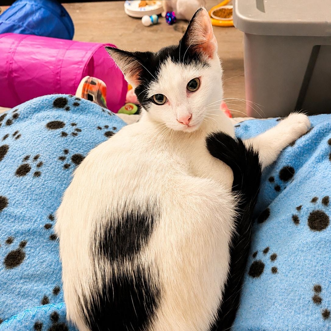Enlarge Cheese (The Breakfast Club), a Adopted Domestic Short Hair in Atlanta, GA image 1/6