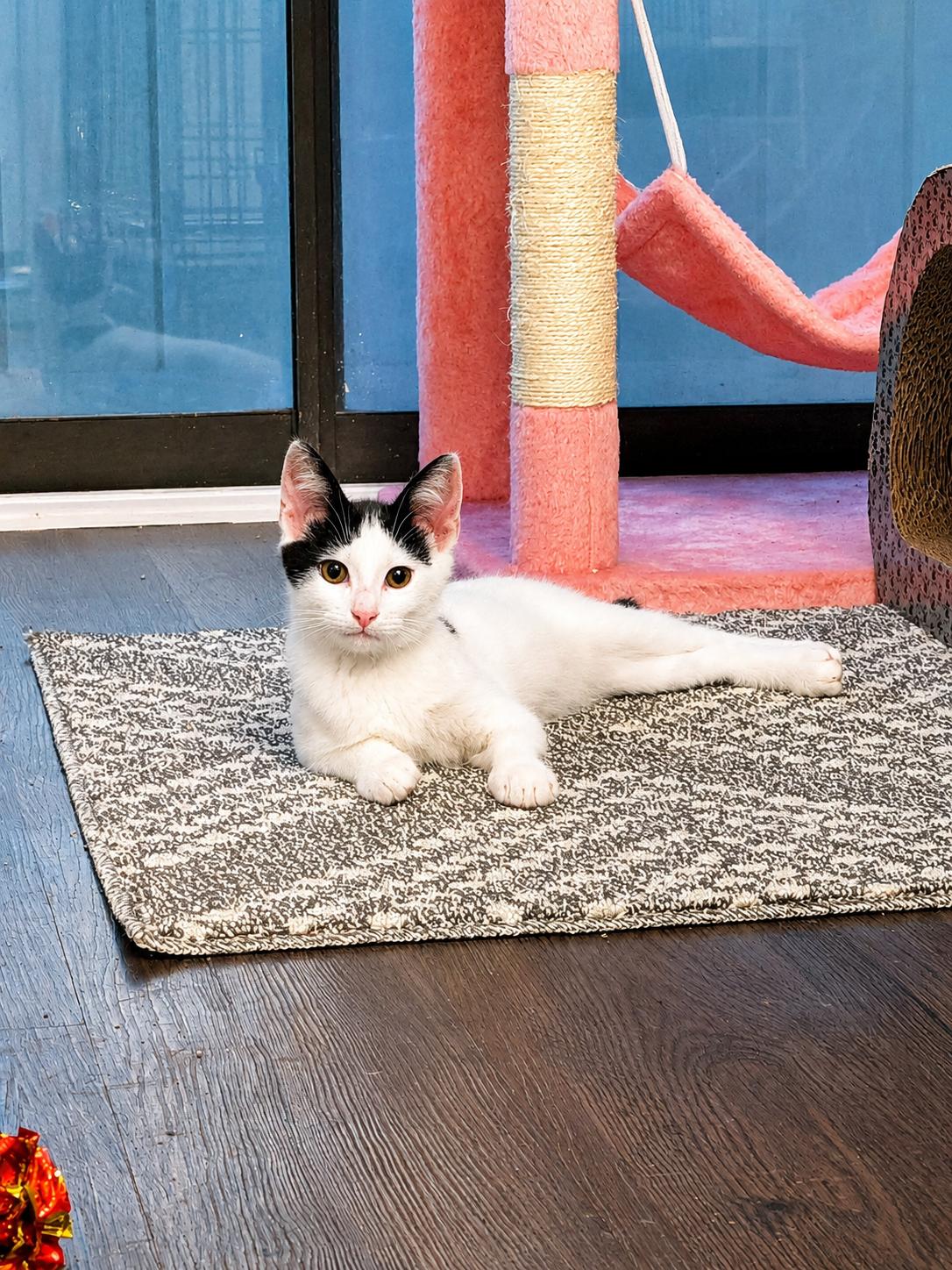 Enlarge Cheese (The Breakfast Club), a Adopted Domestic Short Hair in Atlanta, GA image 3/6