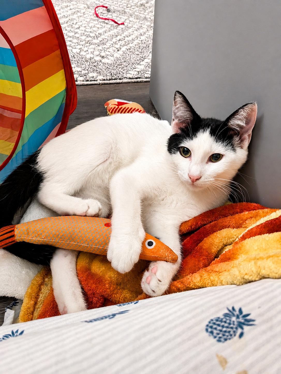 Enlarge Cheese (The Breakfast Club), a Adopted Domestic Short Hair in Atlanta, GA image 2/6