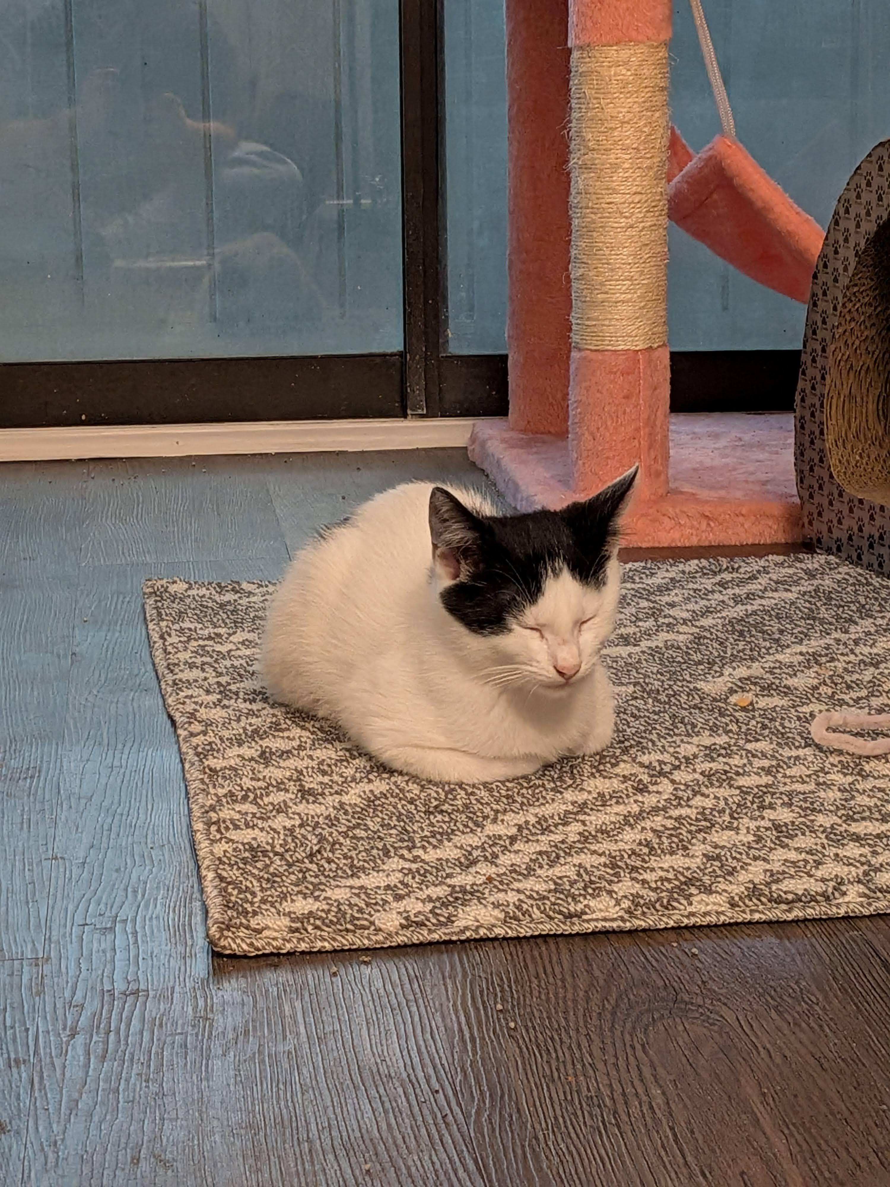 Enlarge Cheese (The Breakfast Club), a Adopted Domestic Short Hair in Atlanta, GA image 4/6