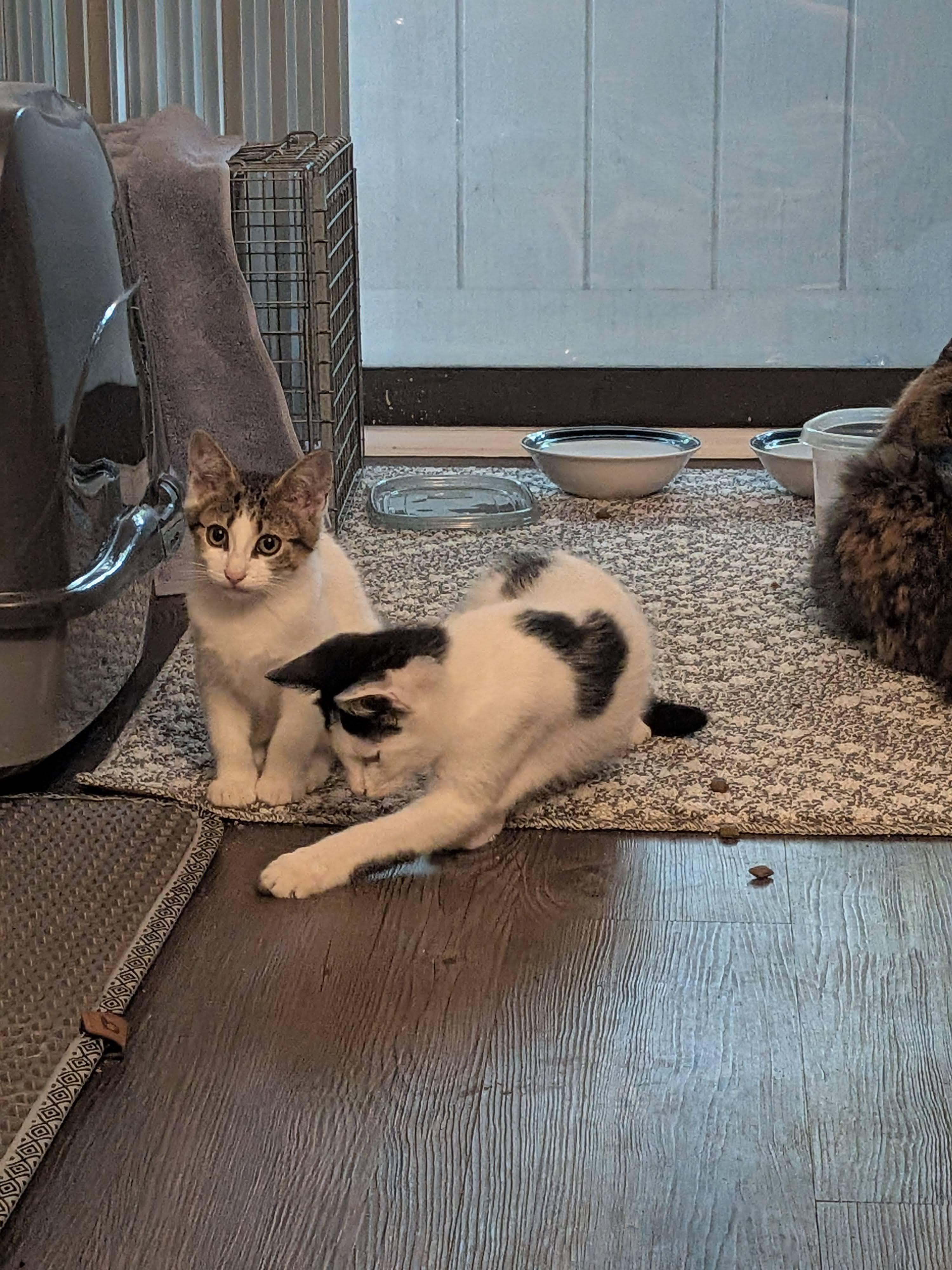 Enlarge Cheese (The Breakfast Club), a Adopted Domestic Short Hair in Atlanta, GA image 6/6