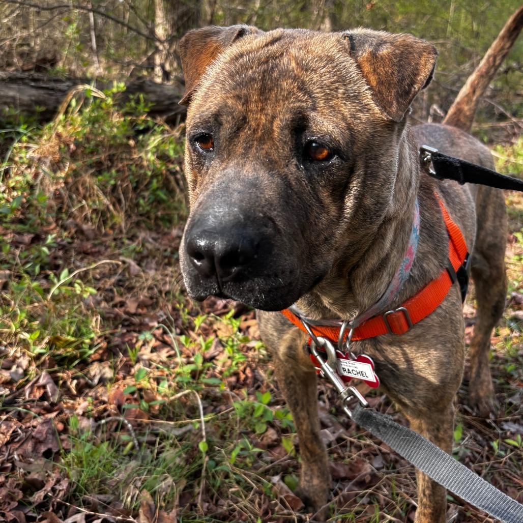 Enlarge Rachel, a Adoptable Pit Bull Terrier in Wake Forest, NC image 1/6