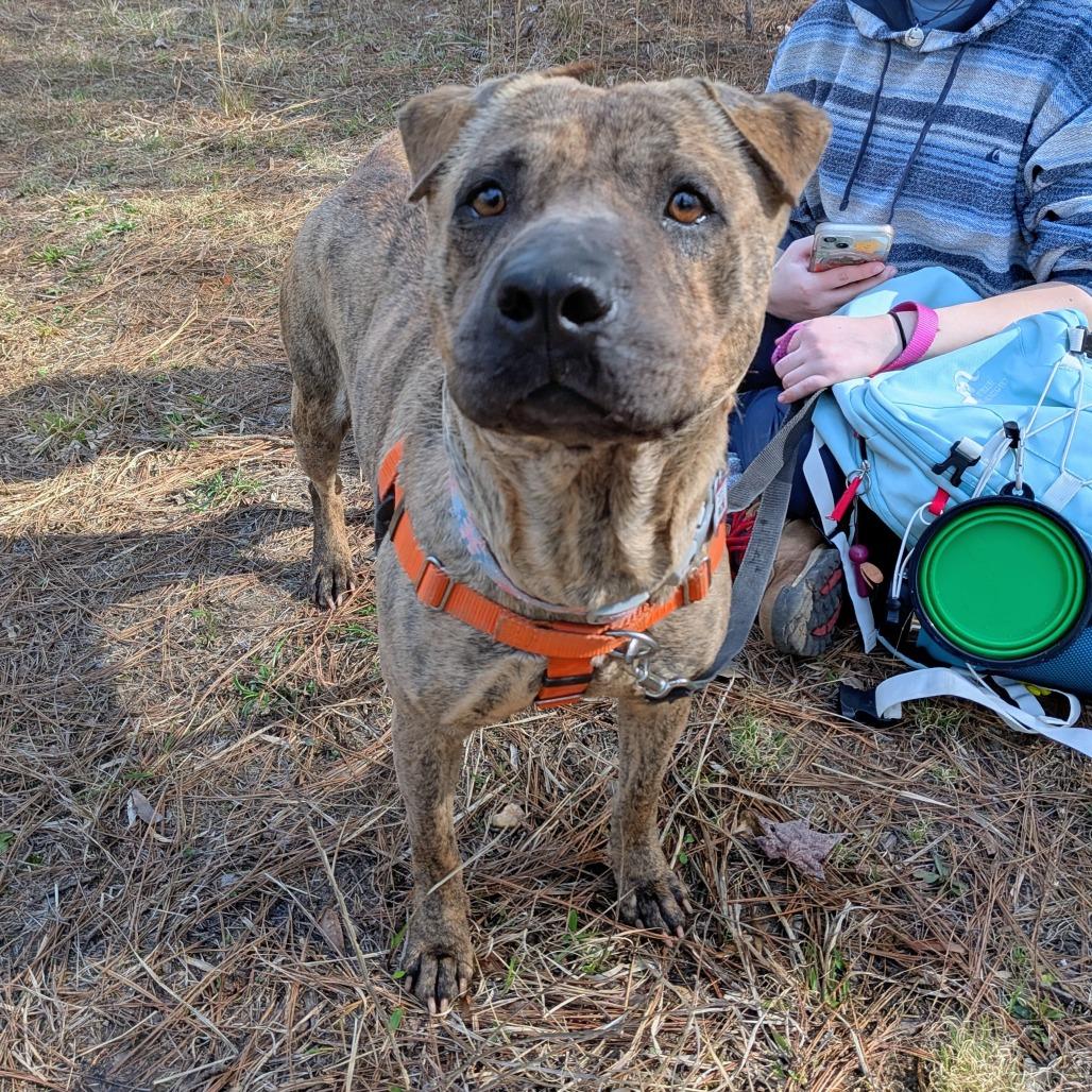 Enlarge Rachel, a Adoptable Pit Bull Terrier in Wake Forest, NC image 2/6