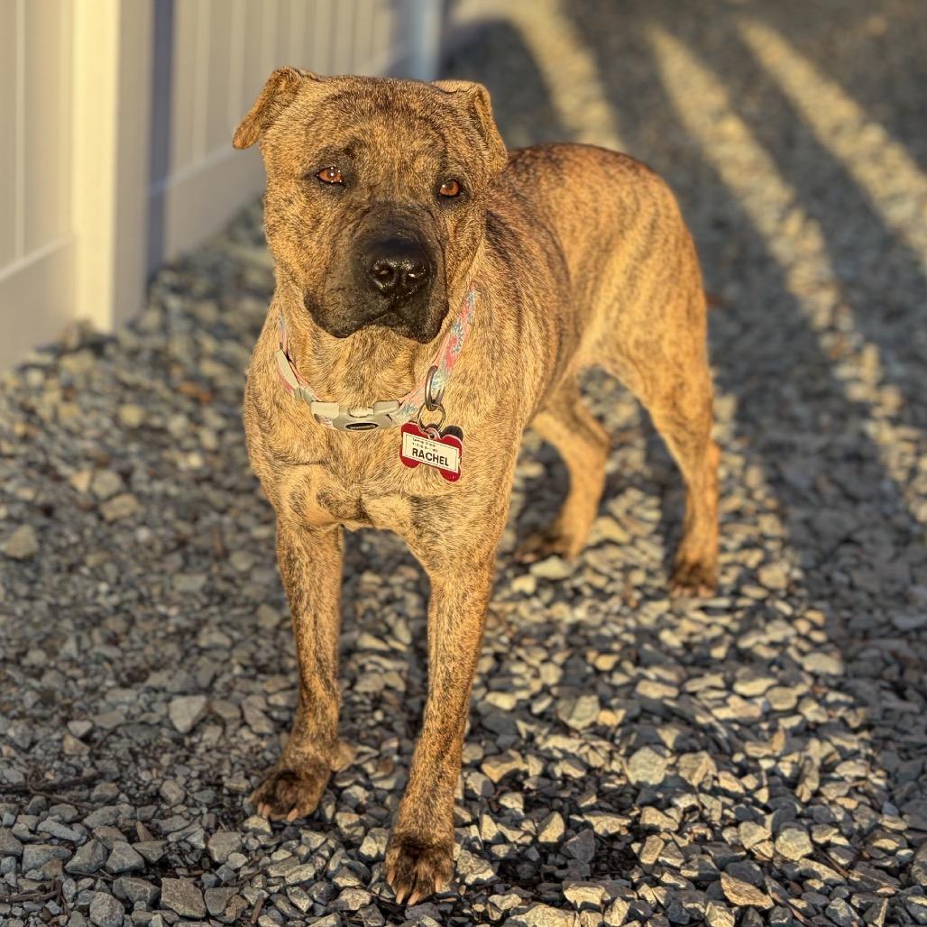 Enlarge Rachel, a Adoptable Pit Bull Terrier in Wake Forest, NC image 3/6