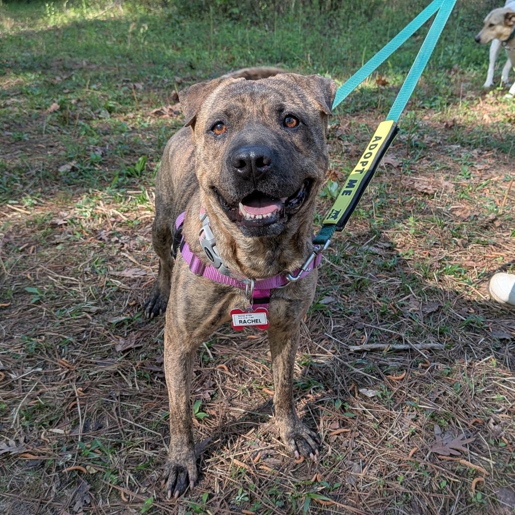 Enlarge Rachel, a Adoptable Pit Bull Terrier in Wake Forest, NC image 4/6