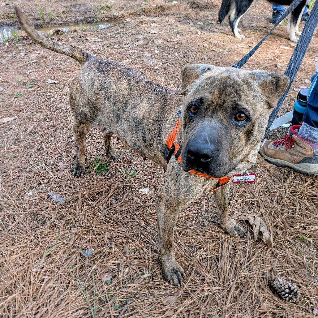 Enlarge Rachel, a Adoptable Pit Bull Terrier in Wake Forest, NC image 5/6