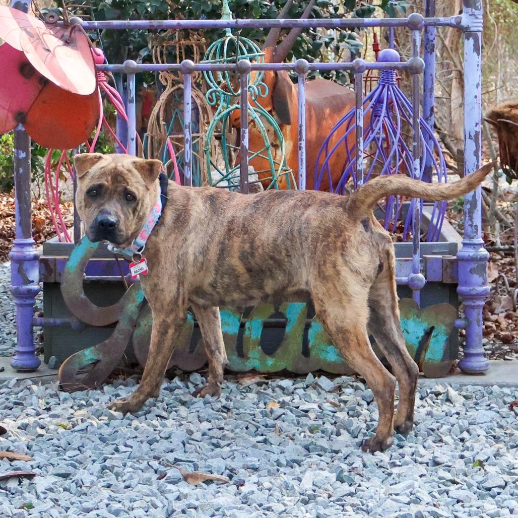 Enlarge Rachel, a Adoptable Pit Bull Terrier in Wake Forest, NC image 6/6