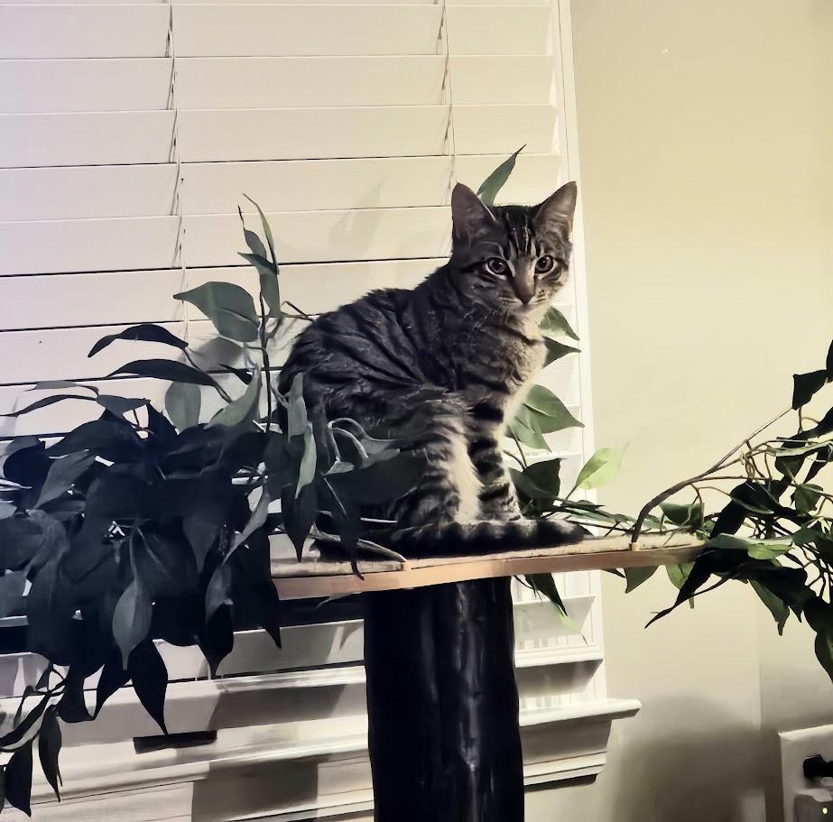 Nali, a ADOPTABLE Domestic Short Hair in Rutherfordton, NC image 2/2