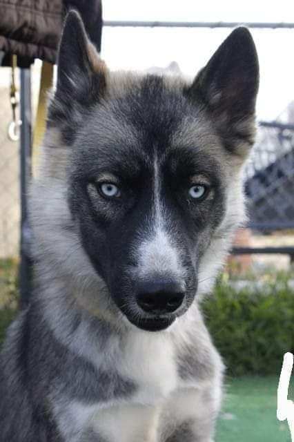 ONYX, Adoptable, Adult Male Siberian Husky.