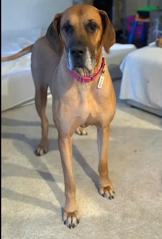 Freya, Adoptable, Senior Female Great Dane & Mastiff.