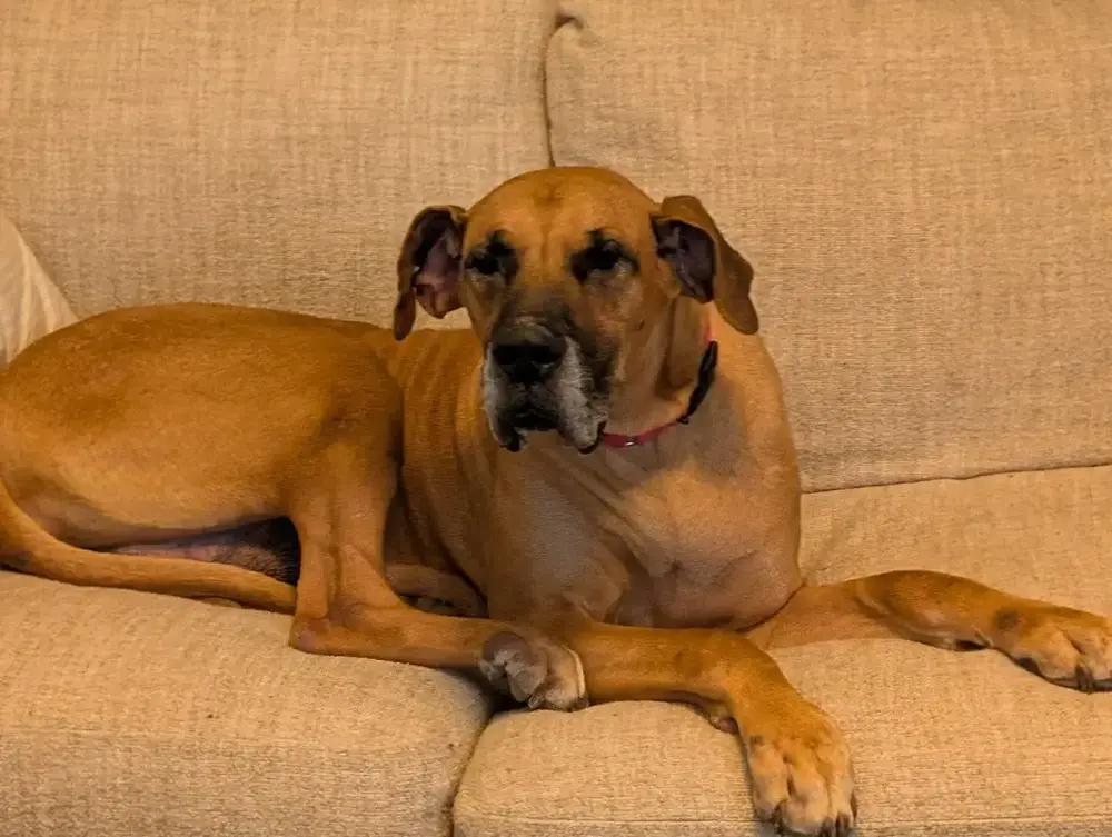 Freya, Adoptable, Senior Female Great Dane & Mastiff.