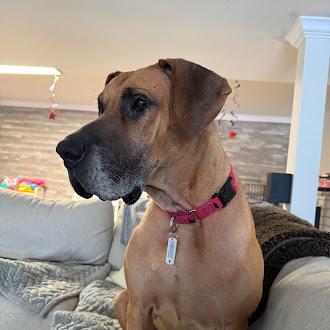 Enlarge Freya, a Adoptable mixed breed in Oswego, IL image 4/6