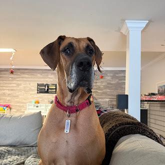 Enlarge Freya, a Adoptable mixed breed in Oswego, IL image 5/6