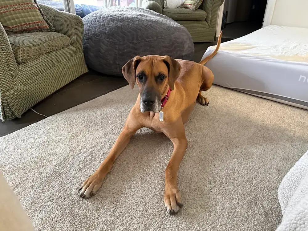 Enlarge Freya, a Adoptable mixed breed in Oswego, IL image 6/6