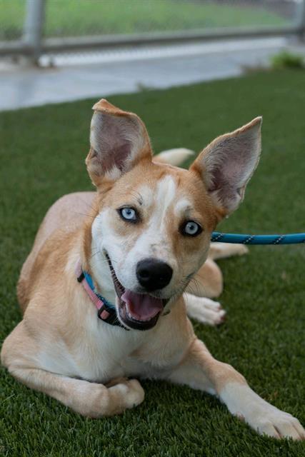 CHAPPELL, Adoptable, Young Female Husky & Labrador Retriever.