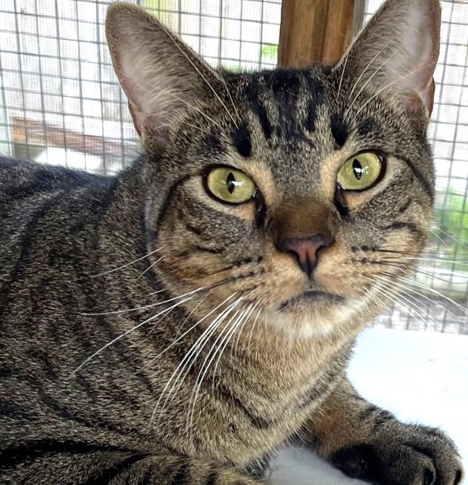 Shirley, a Adoptable Tabby in Austin, TX image 1/6