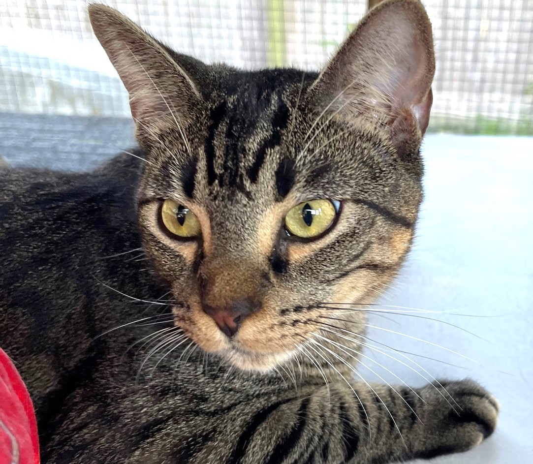 Shirley, a Adoptable Tabby in Austin, TX image 3/6