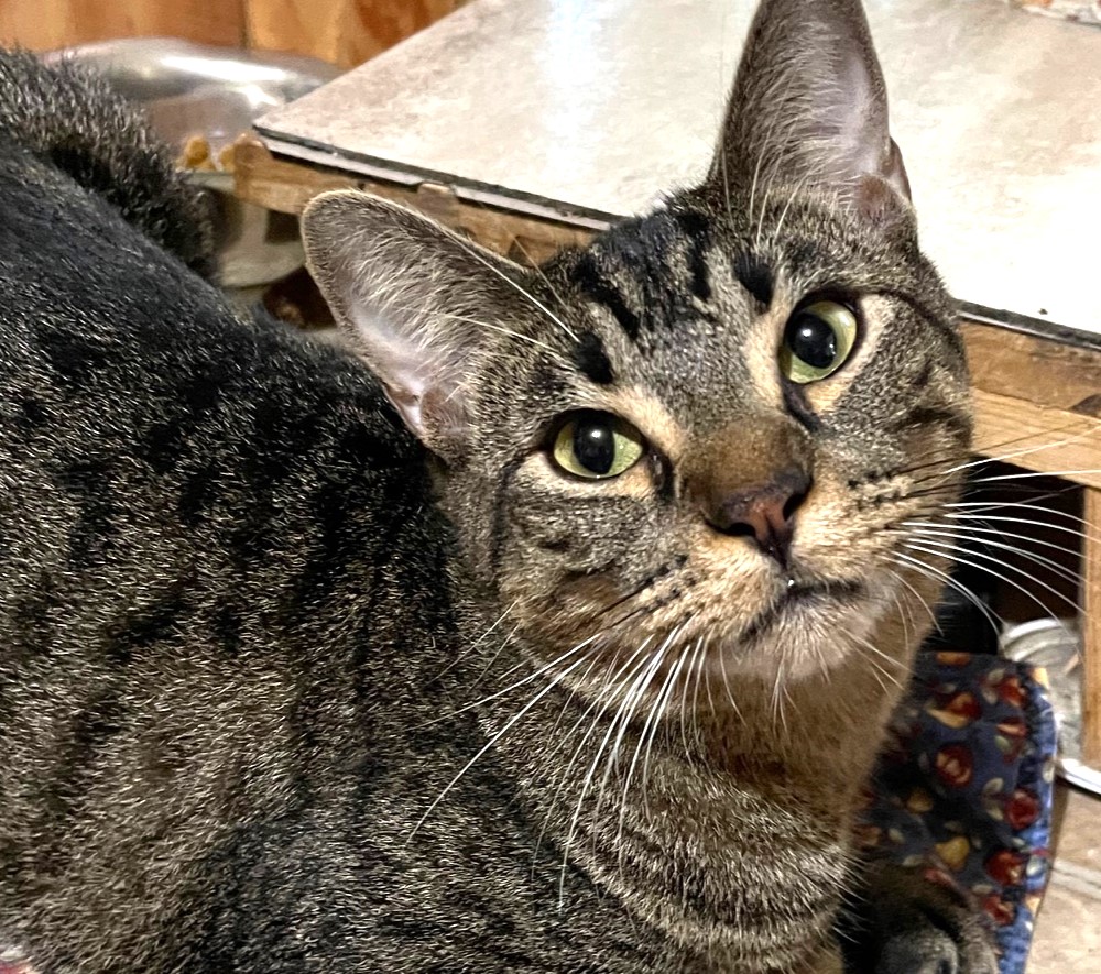 Shirley, a Adoptable Tabby in Austin, TX image 4/6