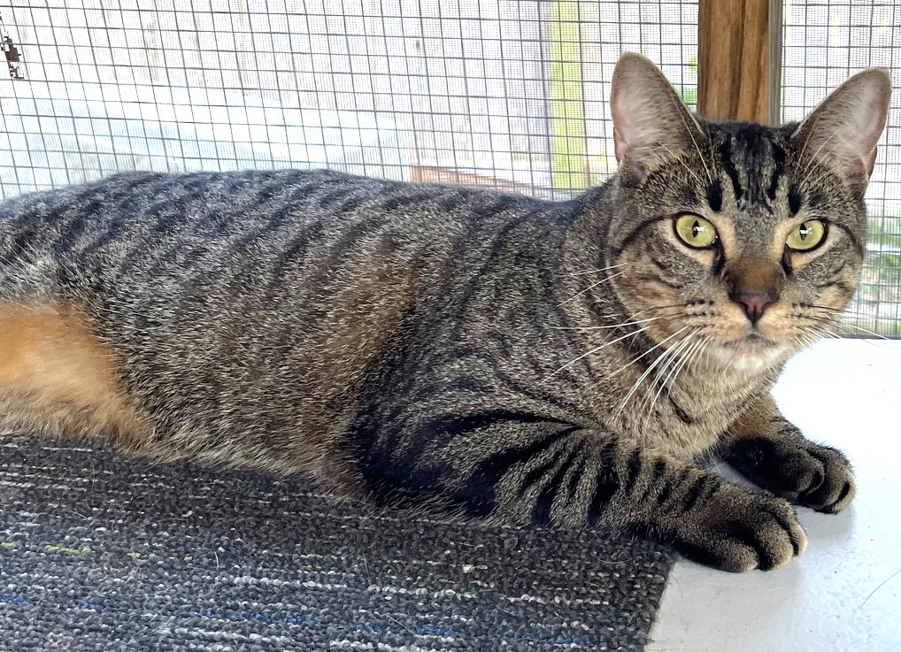 Shirley, a Adoptable Tabby in Austin, TX image 5/6