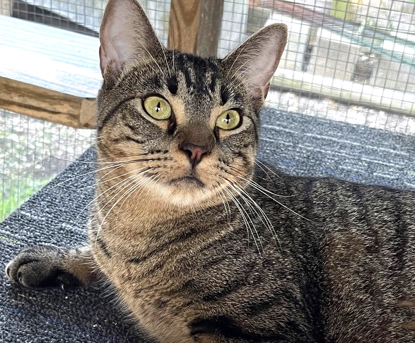 Tabby Meet Zeke! Zeke is a handsome 8-month old brown tabby boy