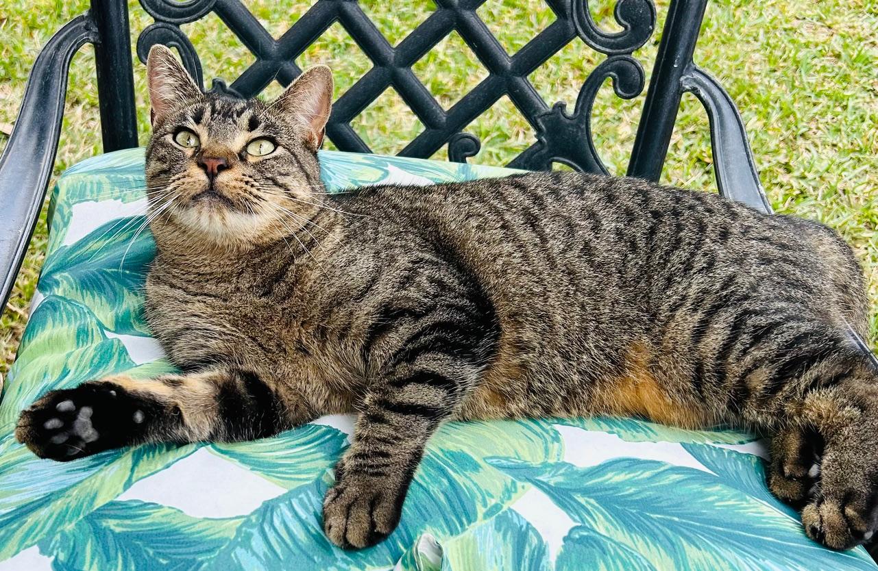 Cat for adoption - Shirley, a Tabby in Austin, TX | Petfinder