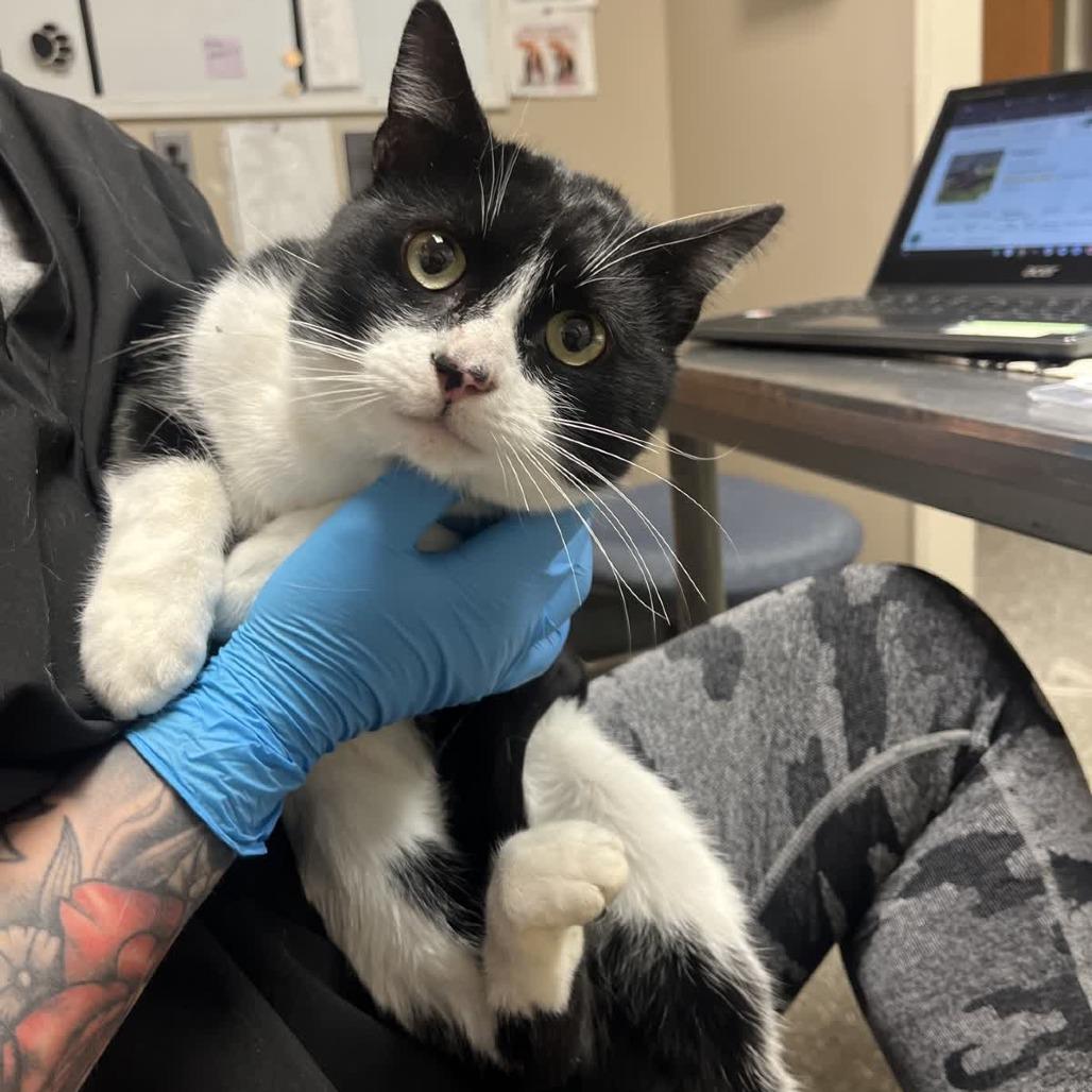 Enlarge Phillip, a Adoptable Domestic Short Hair in Norfolk, NE image 1/1