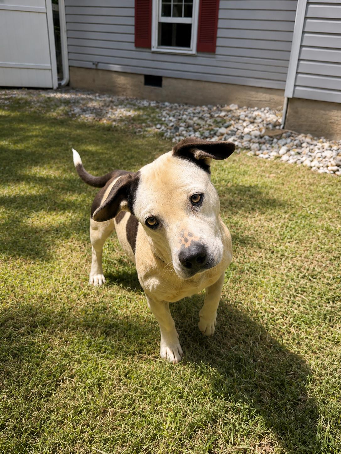 Enlarge Low Rider , a ADOPTABLE mixed breed in Dahlonega, GA image 1/1