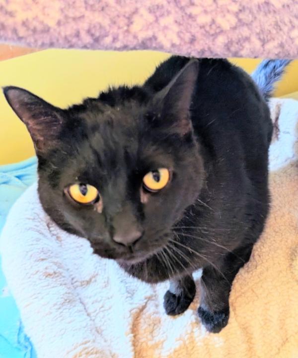 ARI, ADOPTABLE, Adult Male Domestic Short Hair.