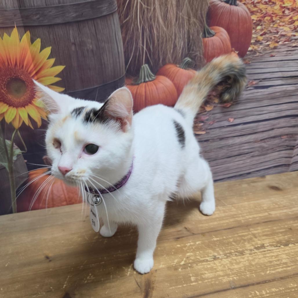 Anna, Adoptable, Young Female Domestic Short Hair.