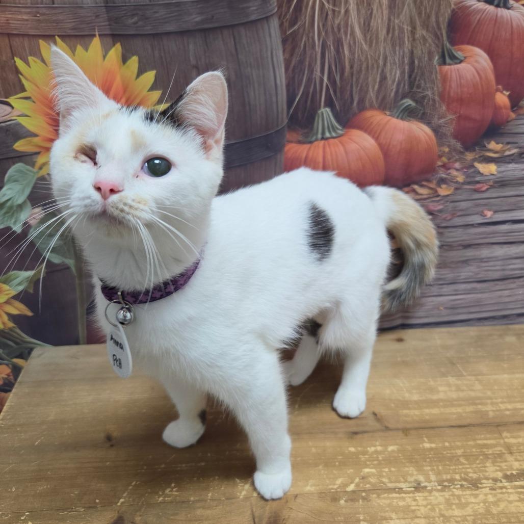 Enlarge Anna, a Adoptable Domestic Short Hair in Normal, IL image 2/3