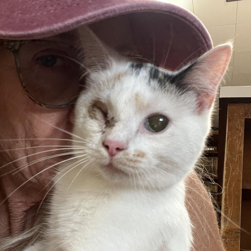 Enlarge Anna, a Adoptable Domestic Short Hair in Normal, IL image 3/3