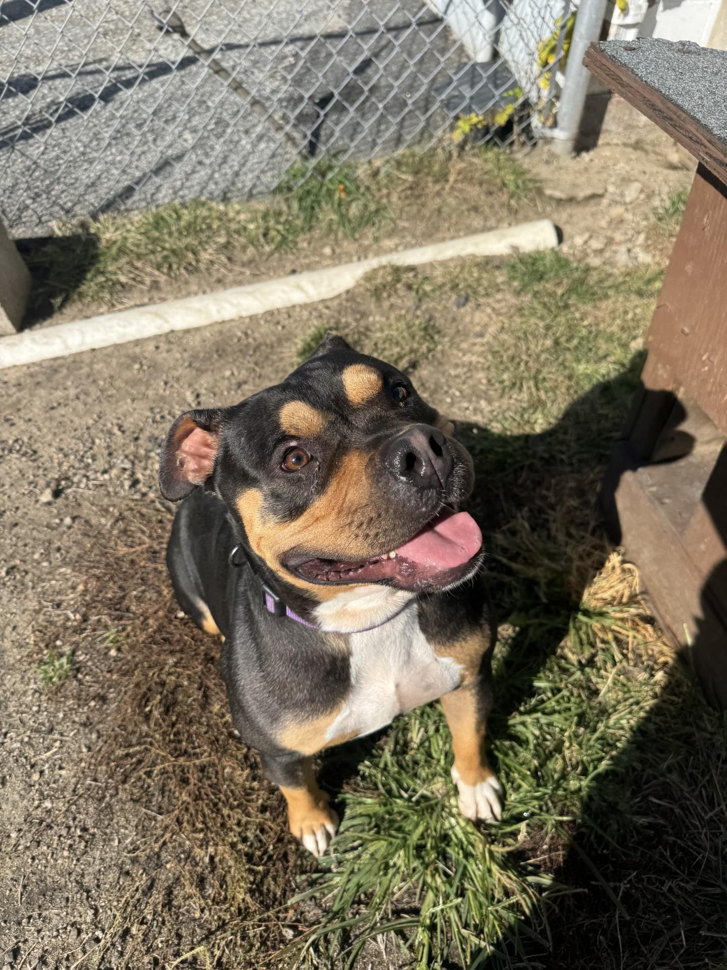 Evie, a Adopted American Bully in West Warwick, RI image 1/5