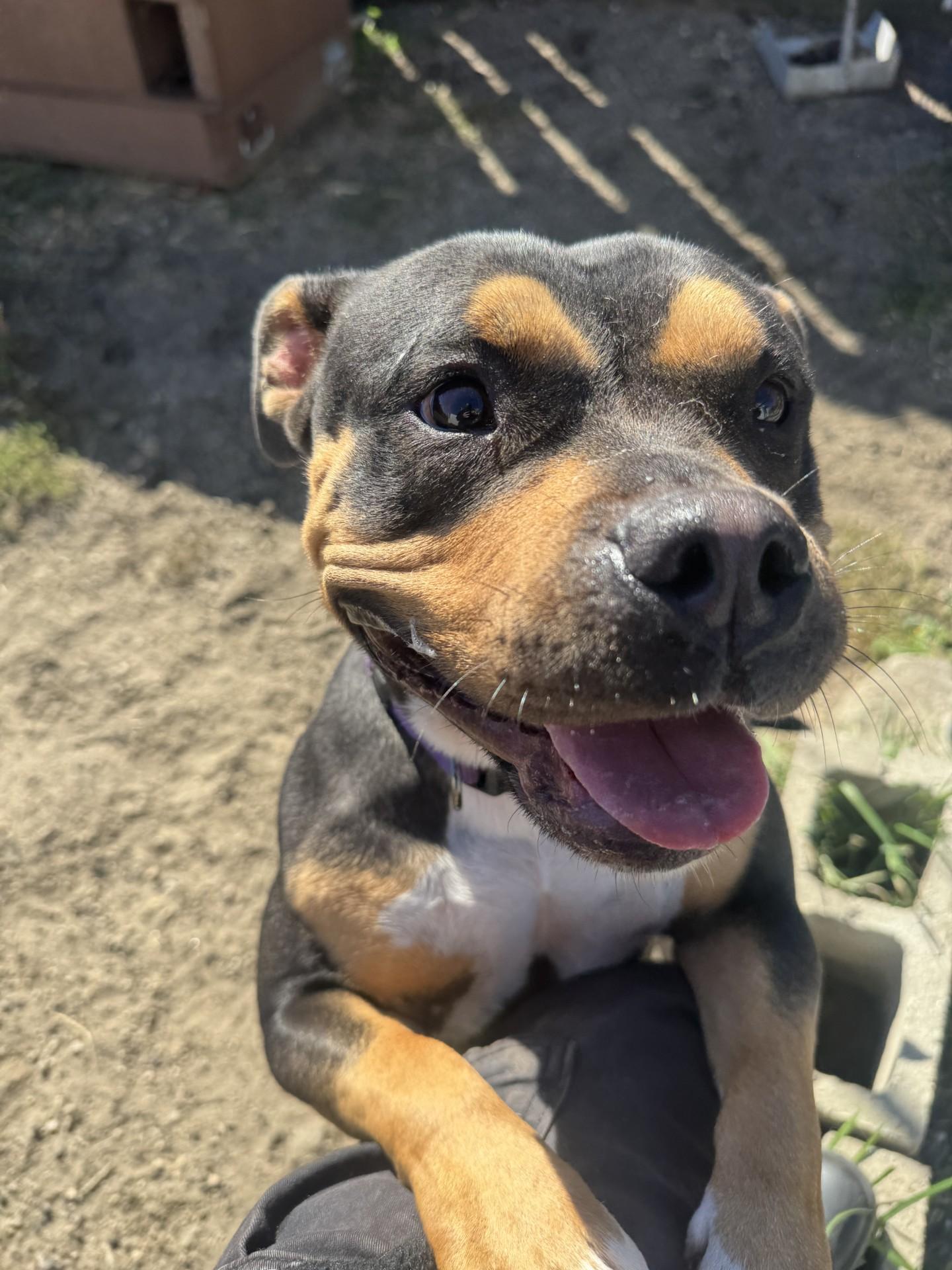 Evie, a Adopted American Bully in West Warwick, RI image 3/5