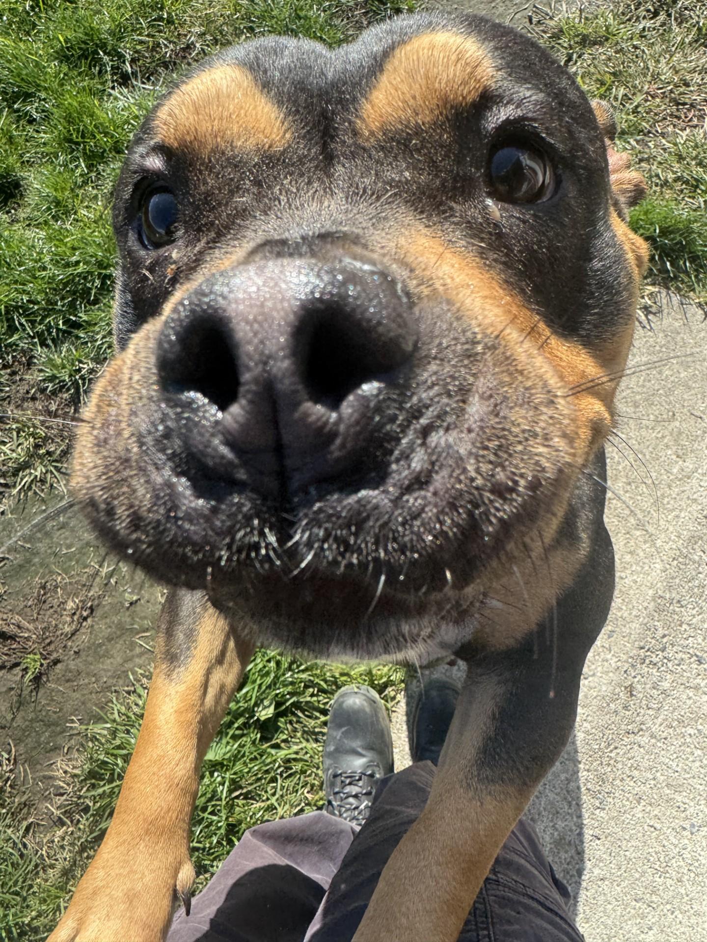 Evie, a Adopted American Bully in West Warwick, RI image 2/5